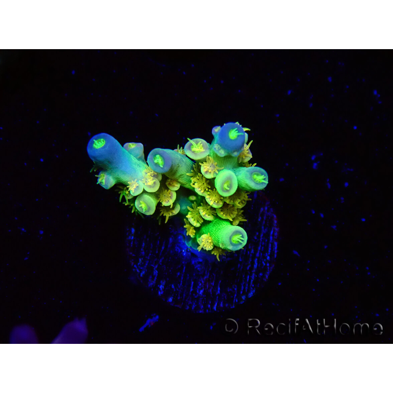 WYSIWYG BigR Acropora Walt Disney 1