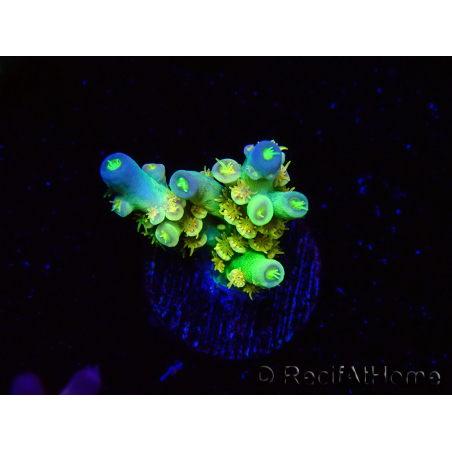WYSIWYG BigR Acropora Walt Disney 1