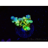 WYSIWYG BigR Acropora Walt Disney 1