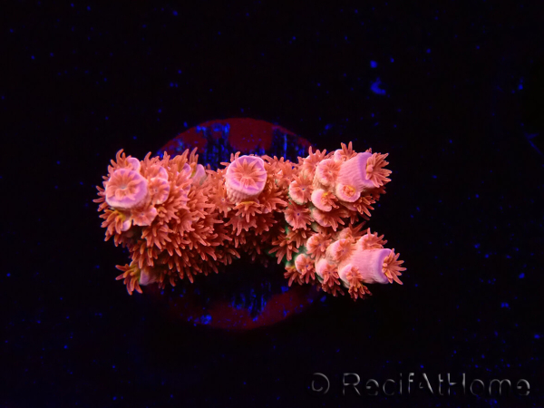 WYSIWYG RAH Acropora tenuis Red Ruby 5V