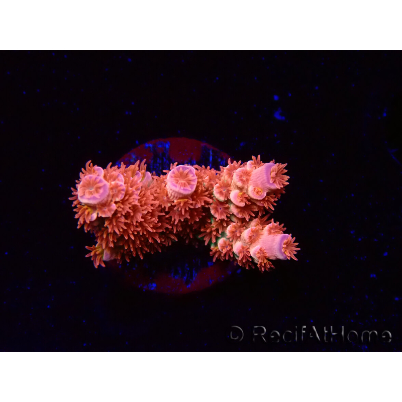 WYSIWYG RAH Acropora tenuis Red Ruby 5V