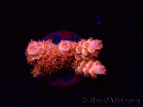 WYSIWYG RAH Acropora tenuis Red Ruby 5V