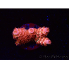 WYSIWYG RAH Acropora tenuis Red Ruby 5V