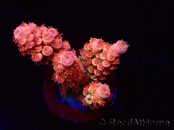 WYSIWYG RAH Acropora tenuis Red Ruby 5V
