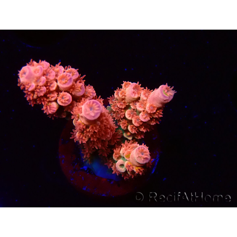 WYSIWYG RAH Acropora tenuis Red Ruby 5V