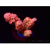 WYSIWYG RAH Acropora tenuis Red Ruby 5V