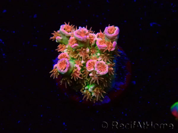 WYSIWYG MH Acropora tenuis Unicorn 5V