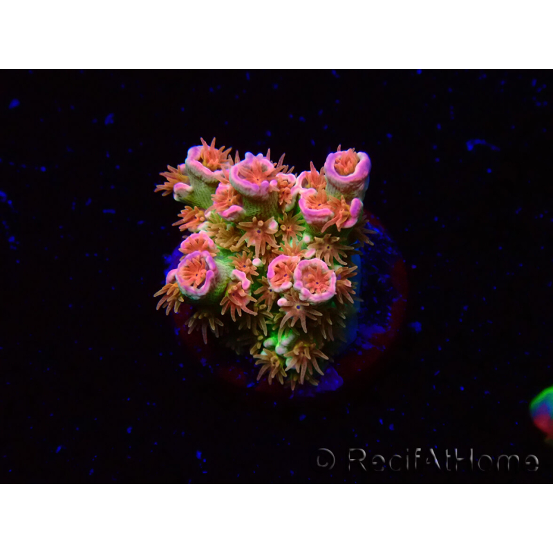 WYSIWYG MH Acropora tenuis Unicorn 5V