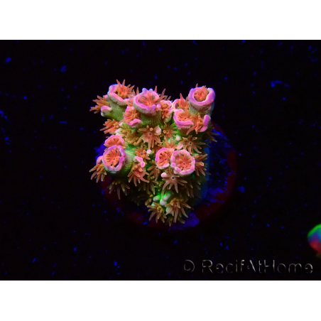 WYSIWYG MH Acropora tenuis Unicorn 5V10