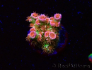 WYSIWYG MH Acropora tenuis Unicorn 5V
