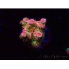 WYSIWYG MH Acropora tenuis Unicorn 5V