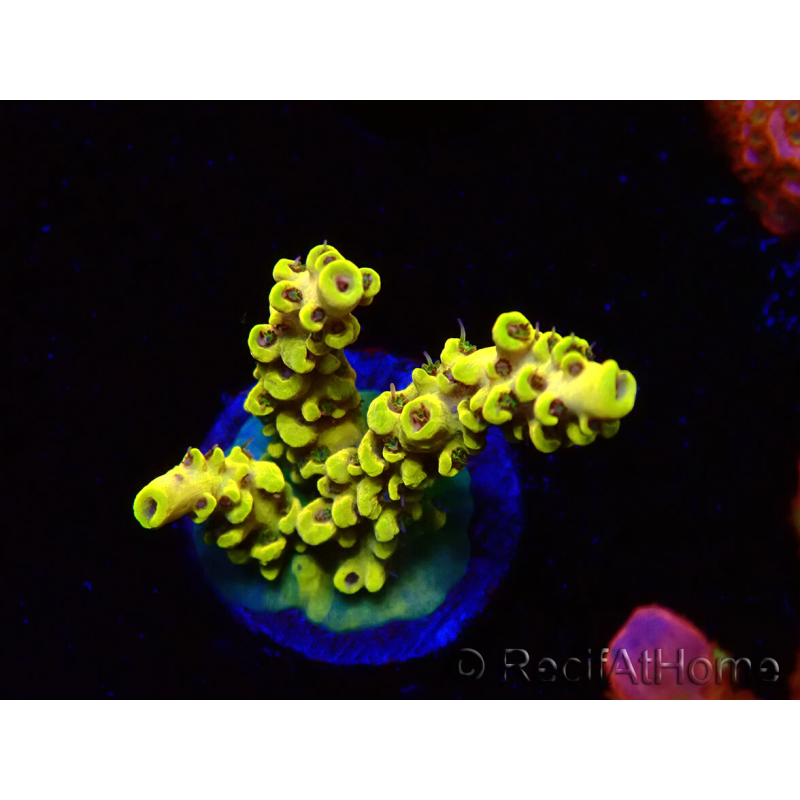 WYSIWYG RAH Acropora Pikachu