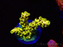 WYSIWYG RAH Acropora Pikachu 5W