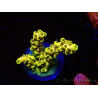 WYSIWYG RAH Acropora Pikachu 5W2