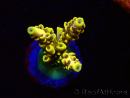 WYSIWYG RAH Acropora Pikachu 5W