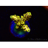 WYSIWYG RAH Acropora Pikachu 5W2