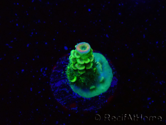 WYSIWYG RR Acropora tenuis Bananarama 5W4