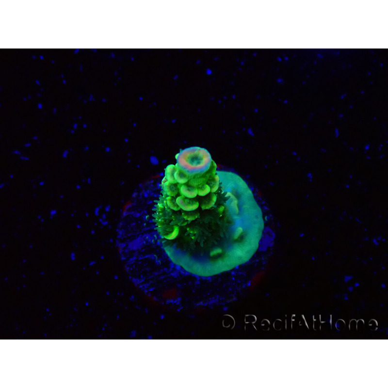 WYSIWYG RR Acropora tenuis Bananarama