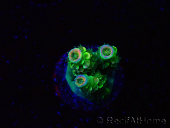 WYSIWYG RR Acropora tenuis Bananarama