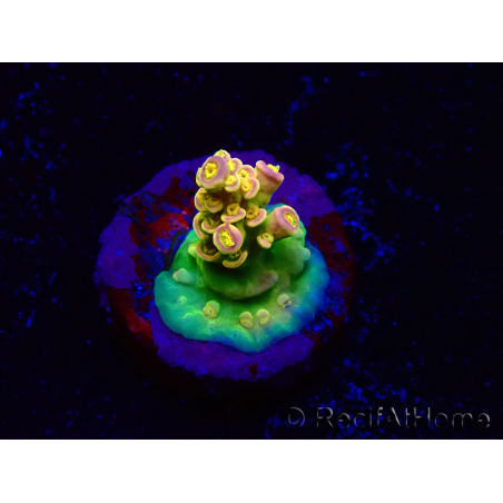 WYSIWYG BigR Acropora Walt Disney 5V1