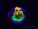 WYSIWYG BigR Acropora Walt Disney 5V1