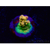 WYSIWYG BigR Acropora Walt Disney 1