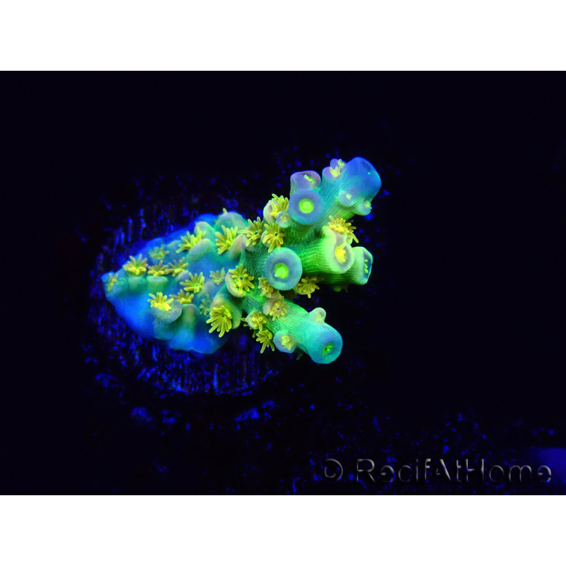 WYSIWYG BigR Acropora Walt Disney 5V2