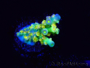 WYSIWYG BigR Acropora Walt Disney 2
