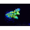 WYSIWYG BigR Acropora Walt Disney 5V2