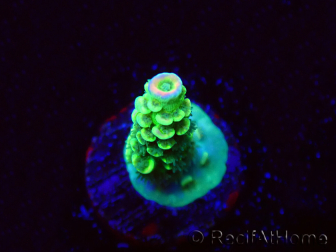 WYSIWYG RR Acropora tenuis Bananarama 5W4