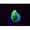 WYSIWYG RR Acropora tenuis Bananarama