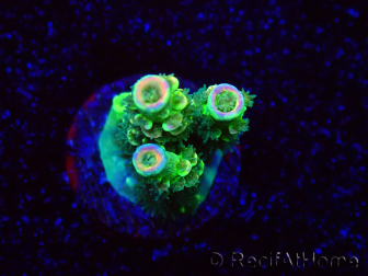 WYSIWYG RR Acropora tenuis Bananarama