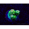WYSIWYG RR Acropora tenuis Bananarama 5W5