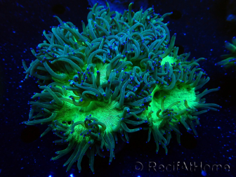 WYSIWYG Catalaphyllia jardinei Blue Tips Frag 2 (Skeleton 4.5 cm/open 7 cm)