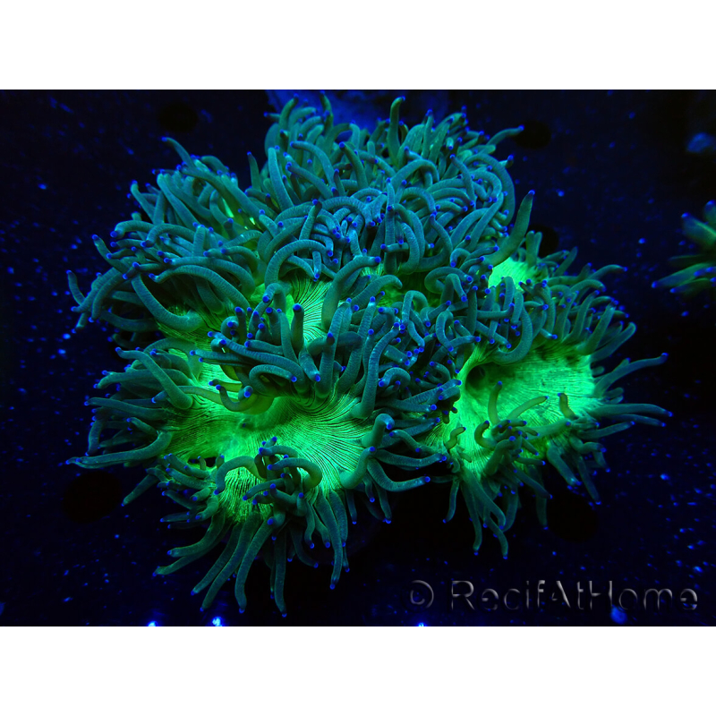 WYSIWYG Catalaphyllia jardinei Blaue Spitzen Fragment 2 (Skelett 4.5 cm/ geöffnet 7 cm)