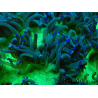 WYSIWYG Catalaphyllia jardinei Blaue Spitzen Fragment 2 (Skelett 4.5 cm/ geöffnet 7 cm)