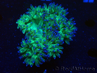 WYSIWYG Catalaphyllia jardinei Blue Tips Frag 3 (Skeleton 4 cm/open 11 cm)