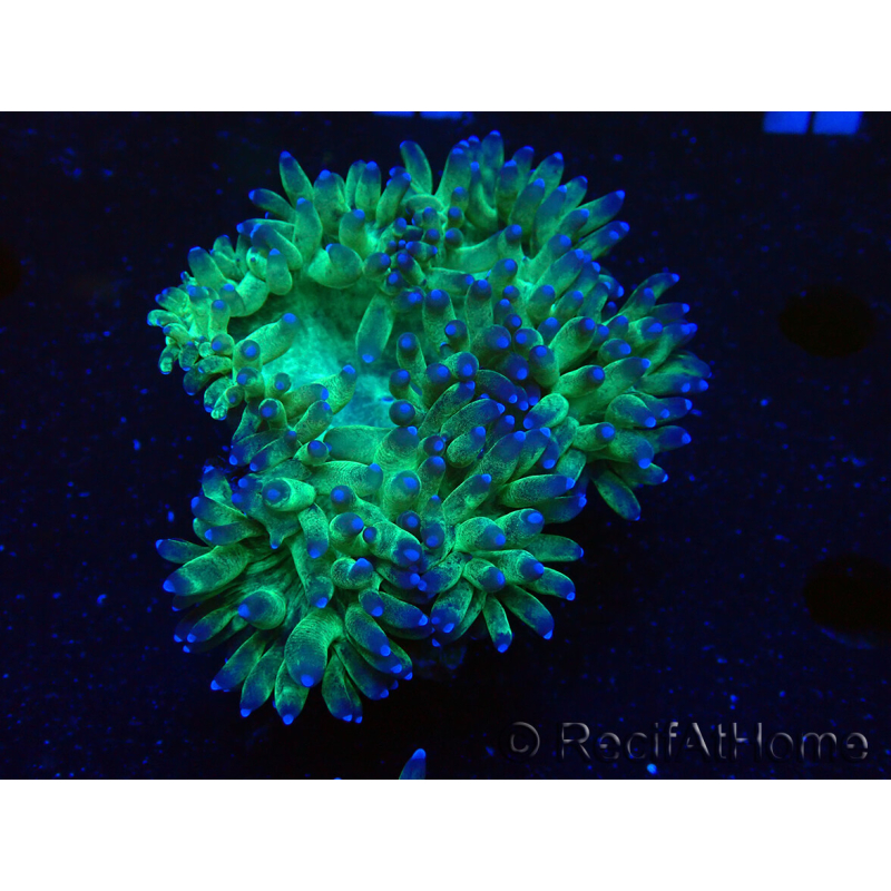 WYSIWYG Catalaphyllia jardinei Blaue Spitzen Frag 3 (Skelett 4 cm/geöffnet 11 cm)
