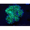 WYSIWYG Catalaphyllia jardinei Blaue Spitzen Frag 3 (Skelett 4 cm/geöffnet 11 cm)