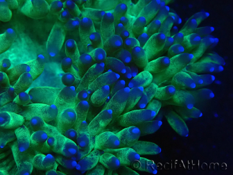 WYSIWYG Catalaphyllia jardinei Blaue Spitzen Frag 3 (Skelett 4 cm/geöffnet 11 cm)