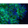 WYSIWYG Catalaphyllia jardinei Blaue Spitzen Frag 3 (Skelett 4 cm/geöffnet 11 cm)