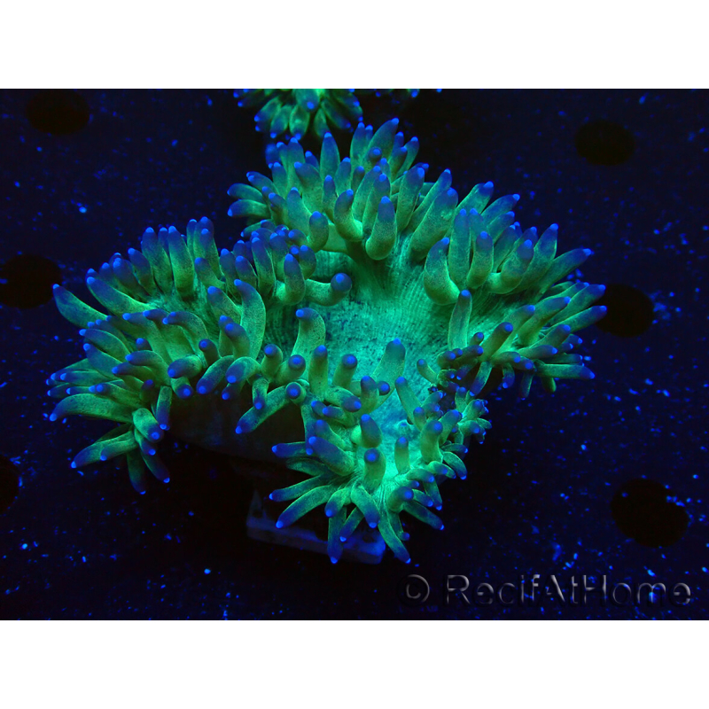 WYSIWYG Catalaphyllia jardinei Pink Tips Frag 4 (Skelett 6 cm)