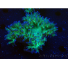 WYSIWYG Catalaphyllia jardinei Pink Tips Frag 4 (Skelett 6 cm)