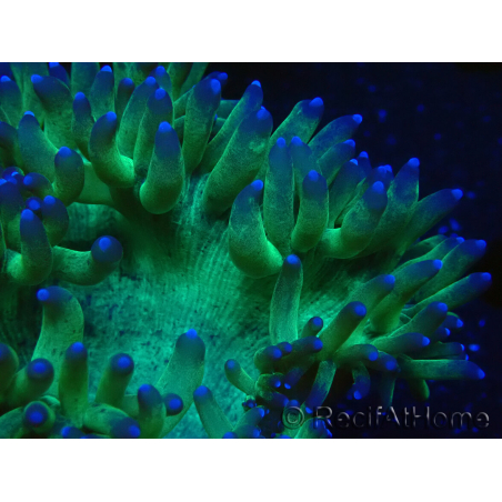 WYSIWYG Catalaphyllia jardinei Punta Rosada Fragmento 4 (Esqueleto 4.5 cm)