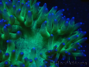 WYSIWYG Catalaphyllia jardinei Punta Rosada Fragmento 4 (Esqueleto 4.5 cm)