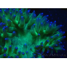 WYSIWYG Catalaphyllia jardinei Pink Tips Frag 4 (Skelett 6 cm)