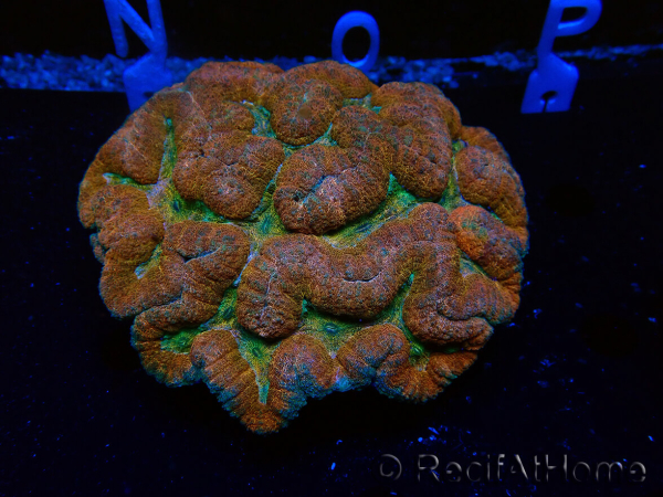 WYSIWYG - Lobophyllia sp XL 45 (8 cm)