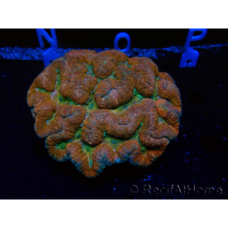 WYSIWYG - Lobophyllia sp XL 45 (8 cm)