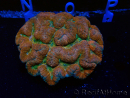WYSIWYG - Lobophyllia sp XL 45 (8 cm)