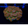 WYSIWYG - Lobophyllia sp XL 45 (8 cm)